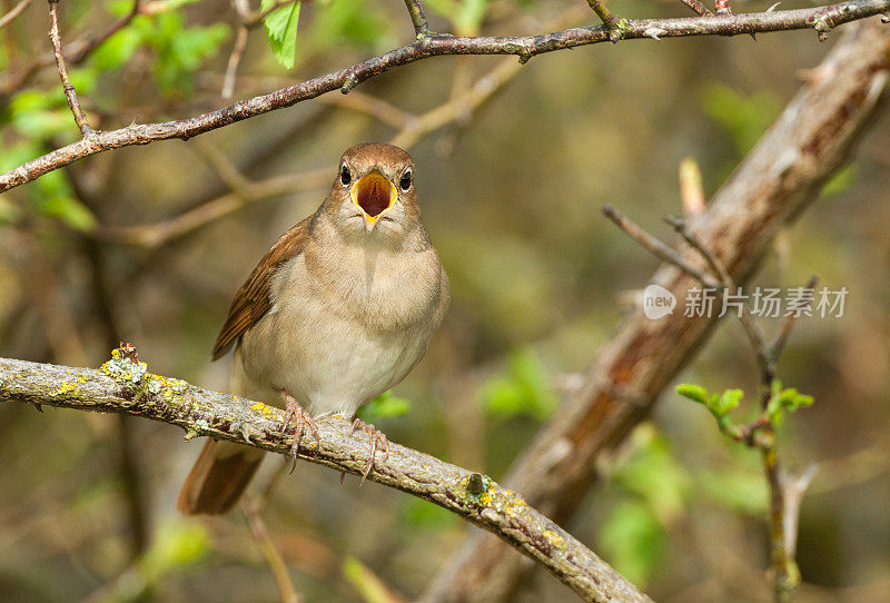 普通夜莺(Luscinia megarhynchos)